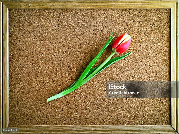 Rote Tulpe In Einem Frame Stockfoto und mehr Bilder von Bilderrahmen - Bilderrahmen, Farbbild, Fotografie