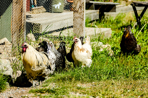 gallina y pollitos, hermosa foto imagen digital, en Suecia Escandinavia Norte de Europa photo