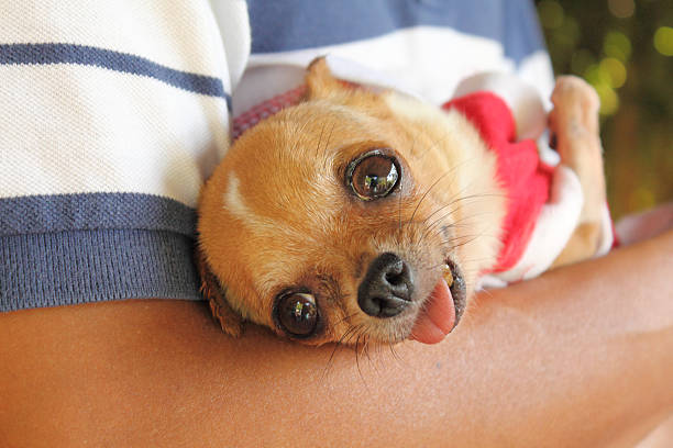 istock Man holding chihuahua 166185688