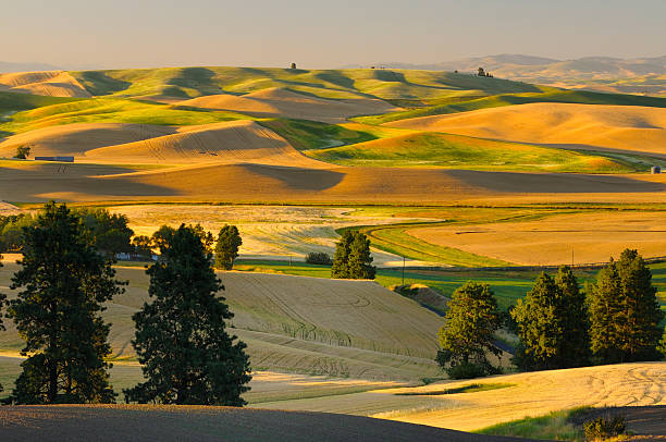 farmland nel periodo di raccolta - palouse foto e immagini stock