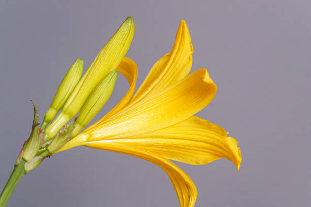 Close up of a beautiful yellow flower of a daylily or lily on gray background, hemerocallidoideae Close up of a beautiful yellow flower of a daylily or lily on gray background, hemerocallidoideae hemerocallidoideae stock pictures, royalty-free photos & images