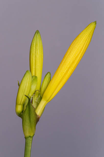Close up of a beautiful yellow flower of a daylily or lily on gray background, hemerocallidoideae Close up of a yellow lily flower hemerocallidoideae stock pictures, royalty-free photos & images