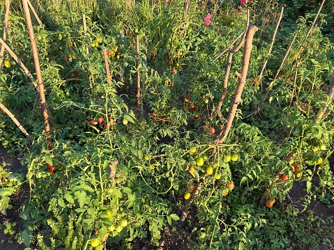 In the garden on a sunny day, plantations of tomato bushes ripened with juicy red, yellow, green tomato fruits. Ripe harvest of organic tomatoes in the garden. Growing tomatoes. Tomato harvest
