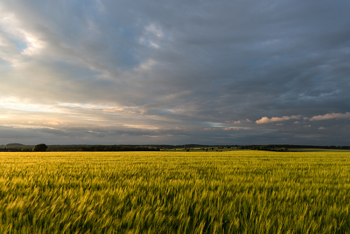 Wide angle view of green crop field landscape at sunset, Staffordshire, England, UK