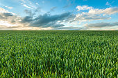 Green crop field landscape at sunset, Staffordshire, England, UK