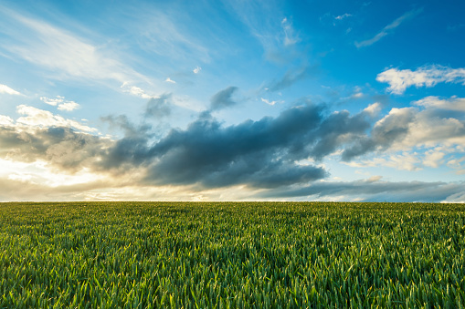 Wide angle view of green crop field landscape at sunset, Staffordshire, England, UK