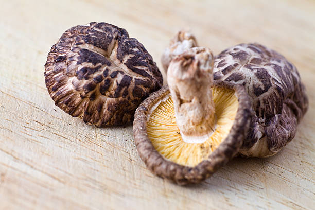 Dry mushrooms stock photo