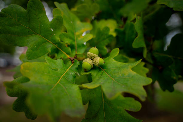 Closeup horizontal photo af three acorn nuts on a oak tree with green leafs