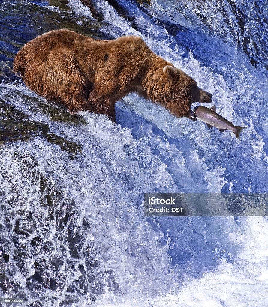 Grizly gire en Alaska - Foto de stock de Salmón - Animal libre de derechos