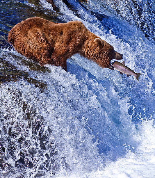 grizly gire en alaska - brown bear alaska katmai national park animal fotografías e imágenes de stock