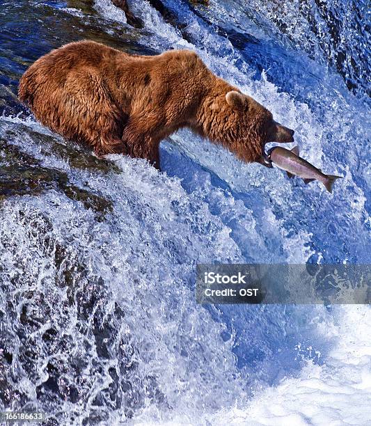 Niedźwiedź Grizly Na Alasce - zdjęcia stockowe i więcej obrazów Łosoś - zwierzę - Łosoś - zwierzę, Niedźwiedź, Stan Alaska