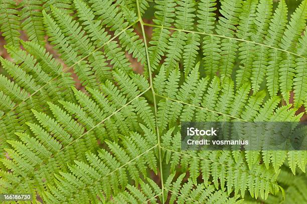 Detallada Marco De Algunos Ferns Foto de stock y más banco de imágenes de Abundancia - Abundancia, Bosque, Característica de planta