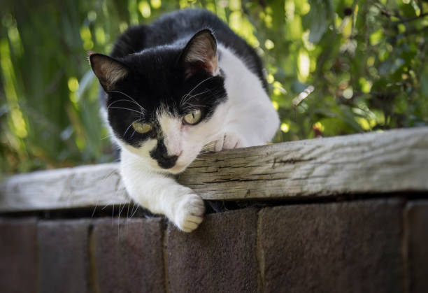 Nette junge Katze spielt in einem Garten – Foto