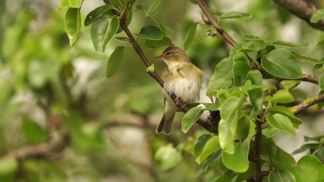 A willow warbler (Phylloscopus trochilus) polishing its feathers and singing in a pear tree in early spring