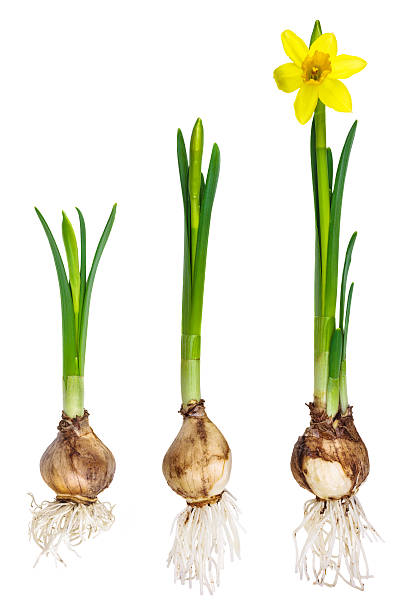 Different growth stages of a narcissus Different stages of the growth of a narcissus isolated on a white background paperwhite narcissus stock pictures, royalty-free photos & images