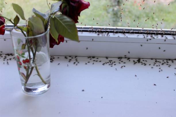 winged flies of house insects on the white windowsill crawled out in the summer - colony swarm of insects pest animal imagens e fotografias de stock