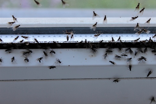 Winged flies of house insects on the white windowsill crawled out in the summer