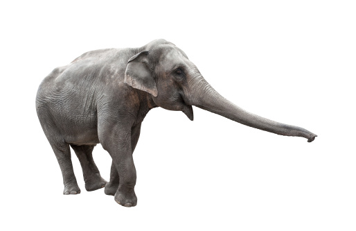 Elefante con mayor tronco Aislado en blanco photo