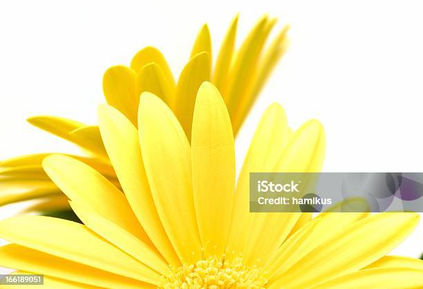 Gerbera Stockfoto und mehr Bilder von Baumblüte - Baumblüte, Blume, Blüte