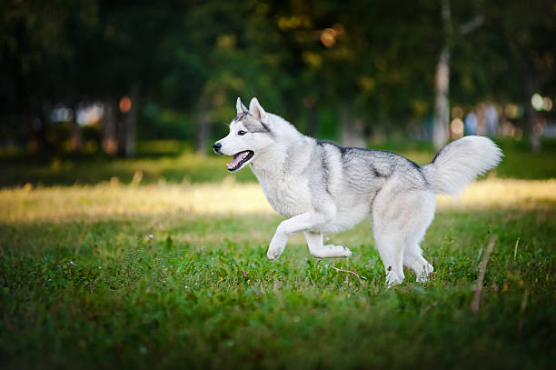 istock cute dog husky running on the grass 166189133