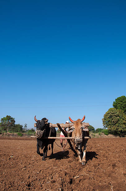 istock Indian farmer working in field blue sky 166189211