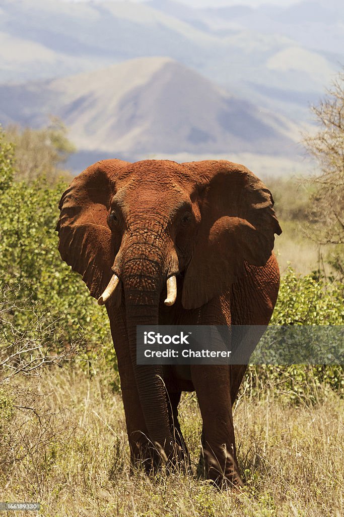 Éléphant rouge - Photo de Animaux à l'état sauvage libre de droits