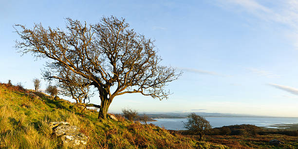 A hawthorn growing on a fellside in the English Lake District in autumnal, late afternoon light.  Photographed against blue sky with views over Morecambe Bay. Stitched panorama.