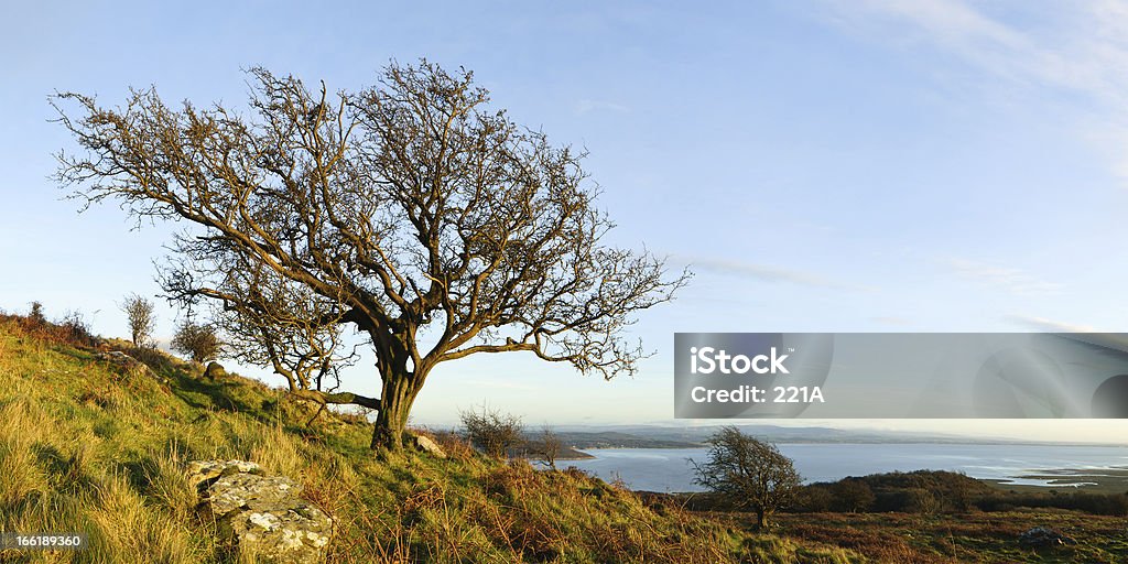 English Lake District: Hawthorn panorama A hawthorn growing on a fellside in the English Lake District in autumnal, late afternoon light.  Photographed against blue sky with views over Morecambe Bay. Stitched panorama. November Stock Photo