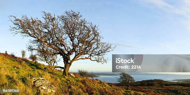 English Lake District Hawthorn Panorama Stock Photo - Download Image Now - November, UK, Landscape - Scenery