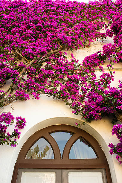 istock Door and white wall covered with flowers 166189406