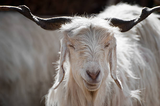 A close up face view of a white Kashmir goat  White kashmir (pashmina) goat from Indian highland farm in Ladakh cashmere stock pictures, royalty-free photos & images