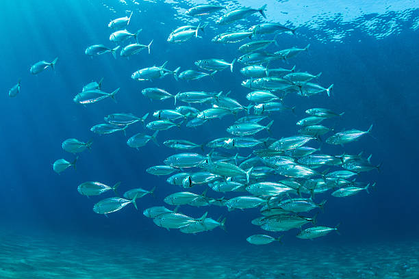 Fishschool School Of Fish underwater of the red sea. Indian mackerel. school of fish photos stock pictures, royalty-free photos & images