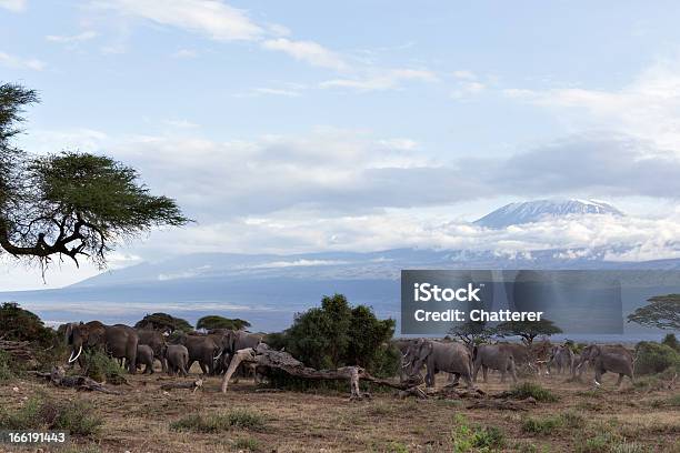 Elefante Cabaña Frente Al Kilimanjaro Foto de stock y más banco de imágenes de Afrika Afrika - Afrika Afrika, Aire libre, Delante de