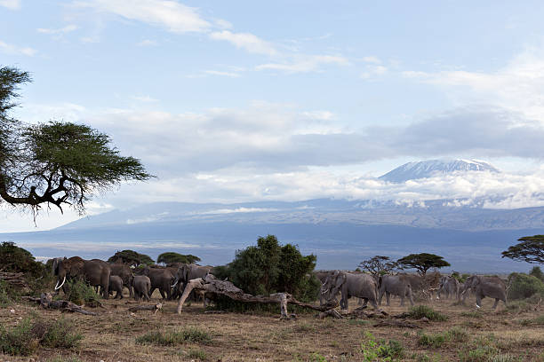 istock Elephant herd in front of the Kilimanjaro 166191443