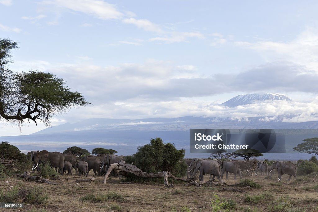 Słoń Stado przed Kilimandżaro - Zbiór zdjęć royalty-free (Afrika Afrika)