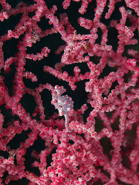 istock Pygmy Seahorse, dwarf seahorse (Hippocampus bargibanti) 166191537