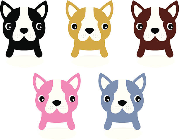 маленький французский buldog щенками набор изолирован на белом - dog black background pets brown stock illustrations