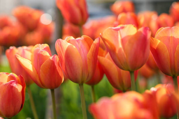 istock Beautiful colorful tulips growing in flower bed, selective focus 1661916871