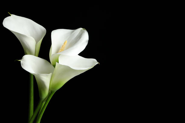 istock Beautiful calla lily flowers on black background. Space for text 1661917409