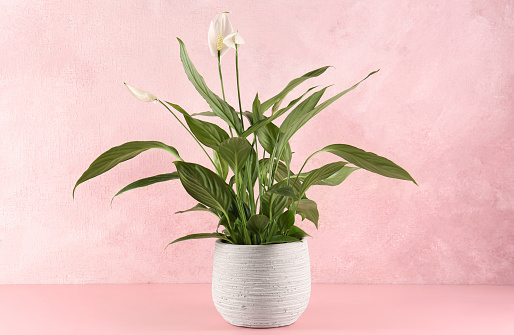 Blooming spathiphyllum in pot on pink wooden table. Beautiful houseplant