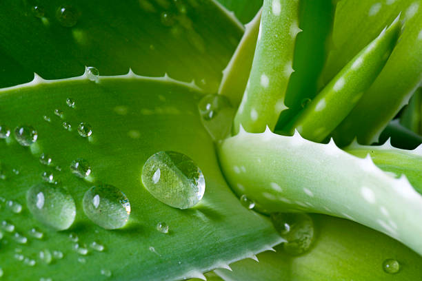 istock Water drops on leaf of aloe 166191834