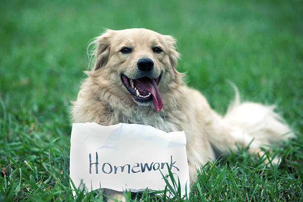 dog ate homework dog with homework sign. dog ate my homework stock pictures, royalty-free photos & images