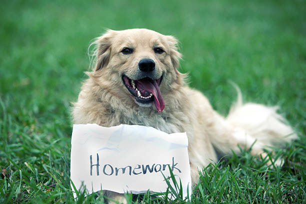 dog homework picture dog ate homework dog with homework sign. dog ate my homework stock pictures, royalty-free photos & images