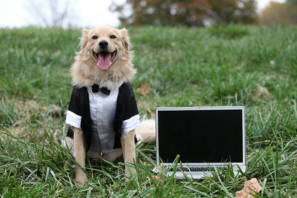 istock Business Dog Laptop 166191895