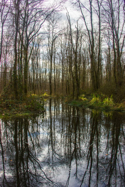 istock a small lake in the forest, trees and reflections of trees 1661921695