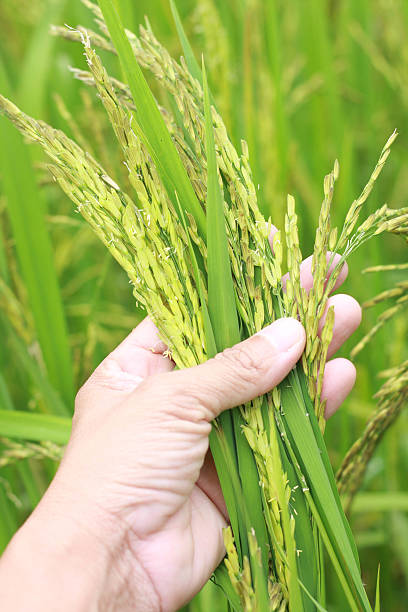 rice stock photo