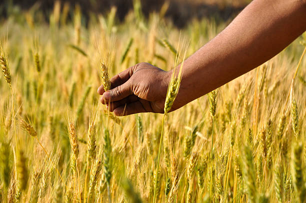 istock extreme closeup of Wheat crop in hand 166193174