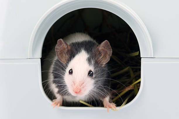 istock Little mouse coming out of it's hole 166193221
