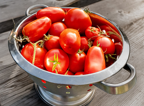 Colander with freshly picked ripe red plum tomatoes on a rustic wooden table