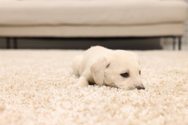 istock Cute little puppy lying on beige carpet indoors. Space for text 1661934114